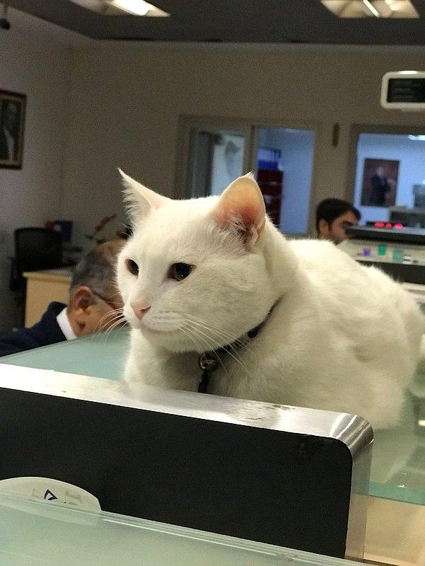 12. PTT Beşiktaş şubesinin kadrolu kedişi Mırmır