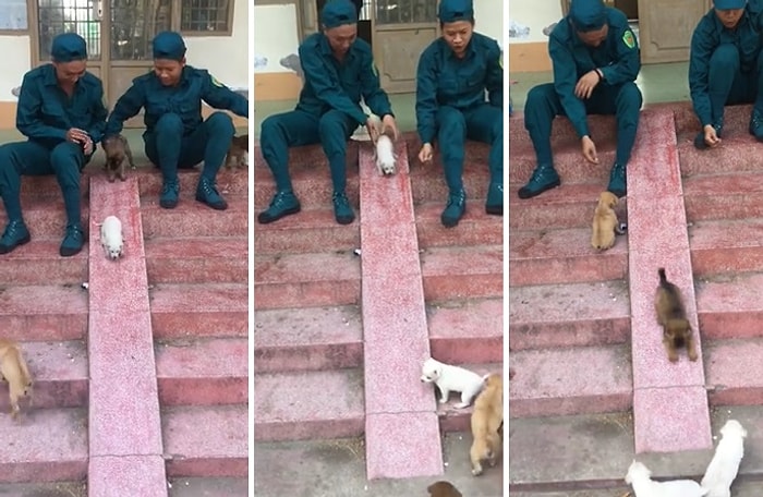 Dünyanın En Güzel Görüntüleri Olabilir: Yavru Köpeklerin Koşarak Kaymaya Gittiği Muhteşem Anlar