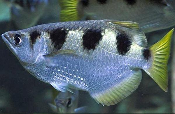 9. Oxford Üniversitesi'nde yapılan bir araştırmaya göre okçu balıkların insan yüzünü tanıyabildikleri ortaya çıktı. Doğruluk oranları ise %80.