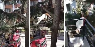 İtfaiye Tarafından Tam Kurtarılacakken Eve Dönmeye Karar Veren Kedi