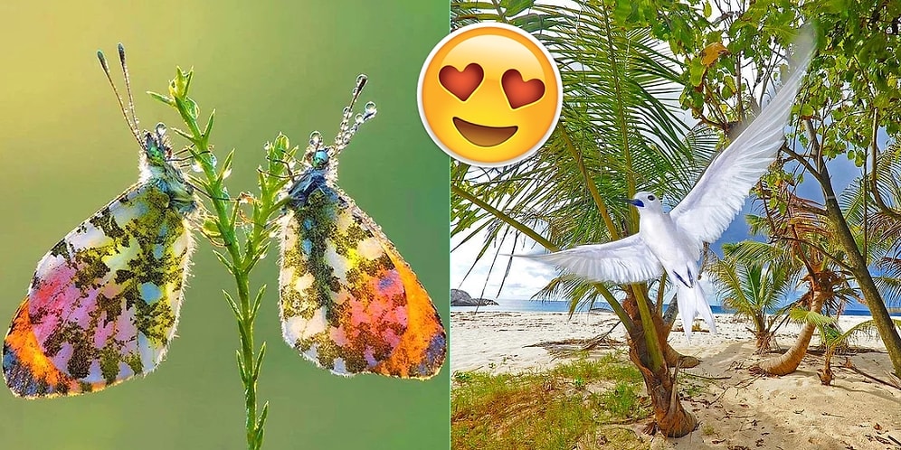 Yarattığı Terapi Etkisiyle Her Birini Çıplak Gözle Görmek İsteyeceğiniz 20 Harikulade Görüntü