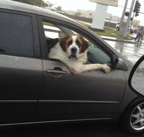 6. "Окно, говорю, открой, в лицо мне смотри" 😄