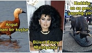 Sizi Şaşırtacağı Gibi Hayatınızda Hiçbir Şeyi Değiştirmeyeceği de Garanti Olan 21 Gereksiz Bilgi