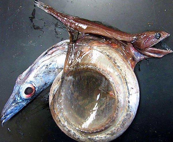 1. Bu balık türünün adı 'black swallower' (kara yutucu), ismini de hak etmiyor değil. Çünkü kendisinden 10 kat daha ağır bir balığı yutabiliyor.