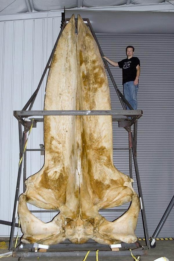 6. Bir balinanın iskeleti: