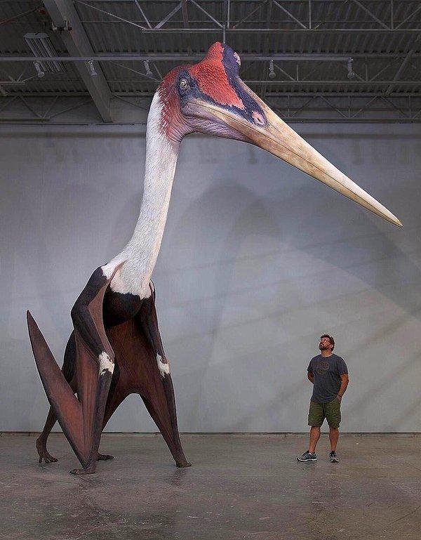 15. Dinozorların çağında en büyük uçan kuş buna benziyordu.