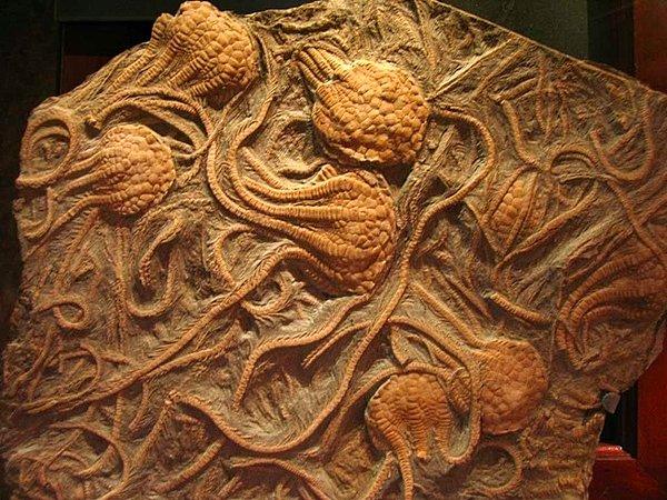 21. "Mezozoik Çağ'da var olan Kansas okyanusundan kalma fosilleşmiş deniz laleleri."