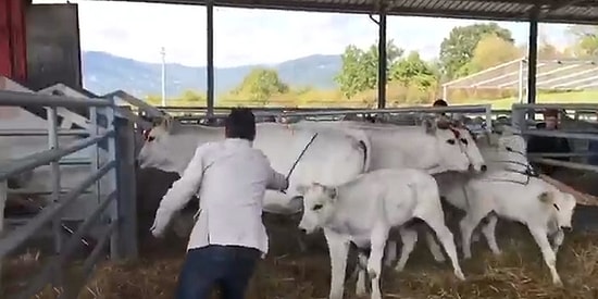 Annesine Sopayla Vuran Adama Uçan Tekme Atan Buzağı