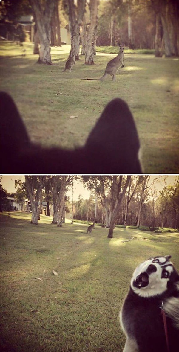 2. Когда впервые в жизни увидел кенгуру