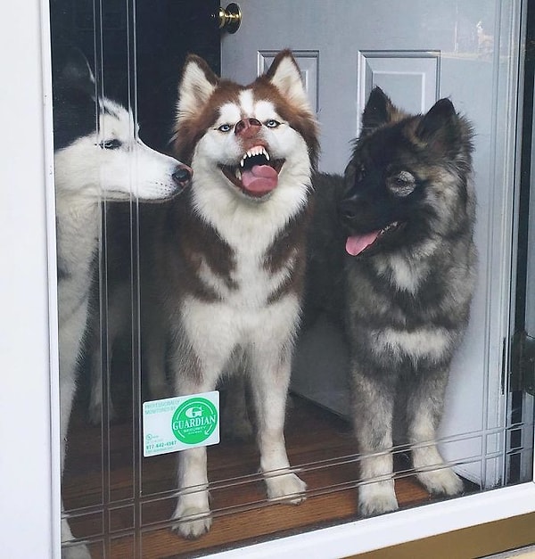 16. В каждой компании найдется такой друг...