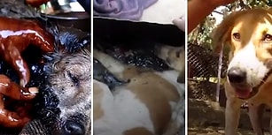 Isınmak İçin Girdiği Varilin İçinde Katrana Bulanınca Ölümle Burun Buruna Gelen Köpeği Kurtaran Güzel İnsanlar