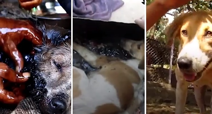 Isınmak İçin Girdiği Varilin İçinde Katrana Bulanınca Ölümle Burun Buruna Gelen Köpeği Kurtaran Güzel İnsanlar