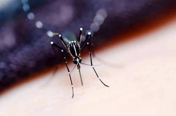 3. Koyu mavi renk giyinmeniz sivrisineklere davetiye çıkarmanız anlamına gelebilir. Bir araştırmaya göre sivrisinekler koyu renkleri, özellikle koyu maviyi seviyor.