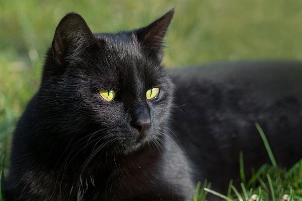 12. En az sahiplenen kedi ve köpekler siyah renk.