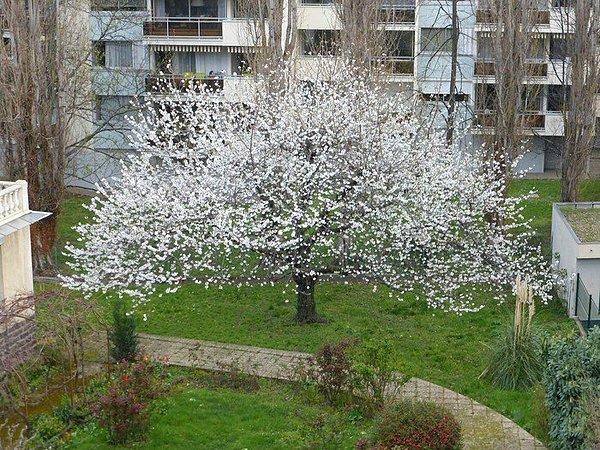 10. İlkbaharda açan çiçekleriyle insanın içini ısıtan bu ağaç artık yok...