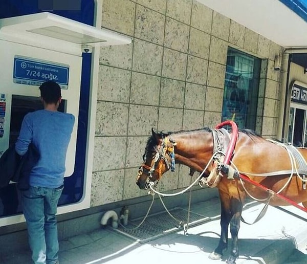 12. "Подожди еще немного, вот получу денюжку, по дороге тебе свежего сена возьмем"