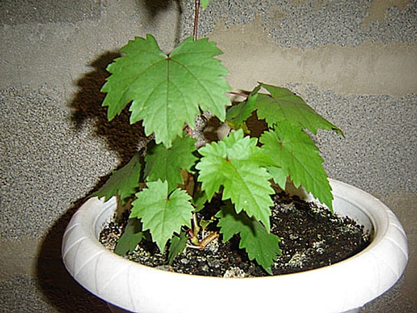 1. Из этого получится...