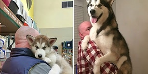 Sibirya Kurtlarının Muhtemelen Dünyanın En Komik Köpek Irkı Olduğunun Kanıtı 31 Fotoğraf