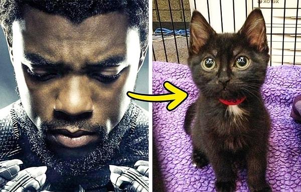 1. 'Black Panther': İnsanlar barınaklardan siyah kediler sahiplenmeye başladı.