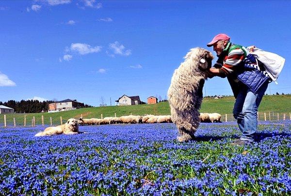 Tonya ilçesine 9 kilometre uzaklıkta ve yaklaşık 1300 metre yükseklikteki Kadıralak Yaylası, her yıl mavi yıldız çiçeklerinin açmasıyla mor bir örtüyle kaplanıyor.