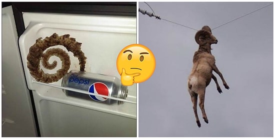 10 фотографий, которые вас невероятно озадачат