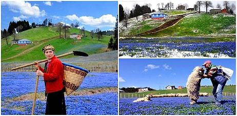 Yılın İki Haftası Görsel Şölen: Mavi Yıldız Çiçeği ile Ünlü Kadıralak Yaylası'na Ziyaretçi Akını!