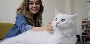 Ayağı Kırık Şekilde İnşaatta Bulunmuştu: 'En Güzel Kedi' Seçilen Sezar ve Yasemin Öğretmenin Hikâyesi