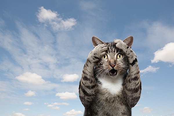 Вам стоит назвать питомца Мурзик!