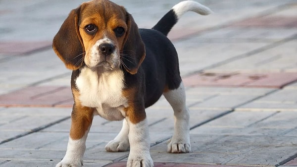 7. А теперь назовите эту породу: