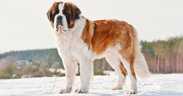 10. И, наконец, какой породы эта собачка?