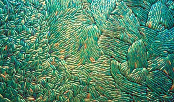 6. Кстати говоря, для добывания материала художнику не пришлось применять жестокость.