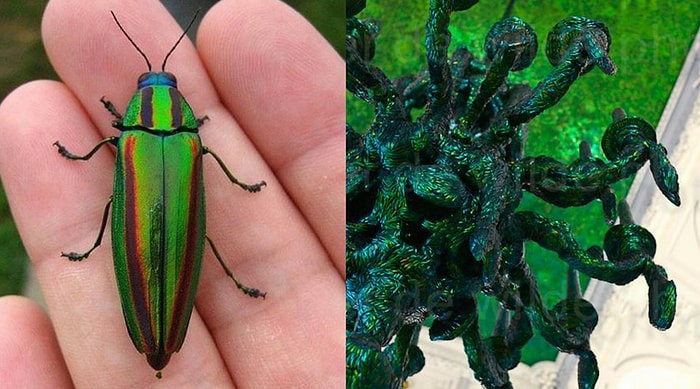 Потолок из жуков: красиво или жестоко?