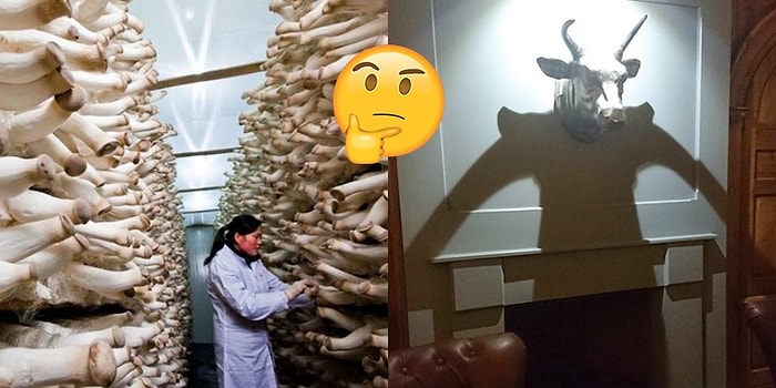 Tuhaf Bir Şeyler Fark Edince Yanından Geçip Gitmek Yerine Kamerasına Sarılan 20 Dikkatli Kişi