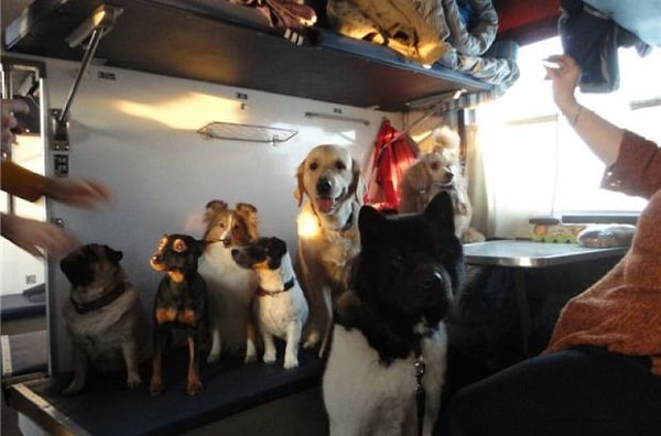 14. Домашние питомцы тоже любят путешествовать.
