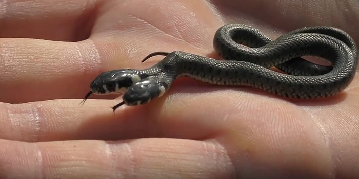 Görenleri Şaşırtan Eşsiz Görünümlü Çift Başlı Yılan