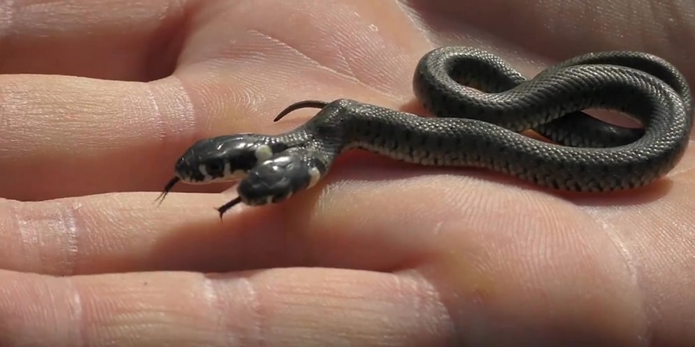 Görenleri Şaşırtan Eşsiz Görünümlü Çift Başlı Yılan