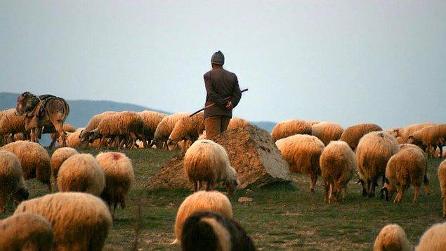 Bölgede güvenlik gerekçesiyle yaylalara çıkmak yasak. Bunun yanında diğer büyük problem ise hayvanların bakımını üstlenecek çoban bulamamaları.