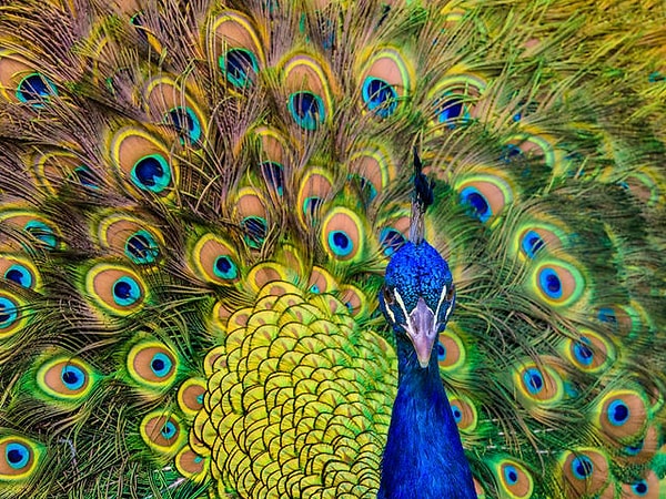 Посмотреть правильный ответ: