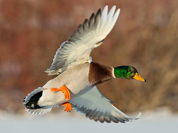 Посмотреть правильный ответ: