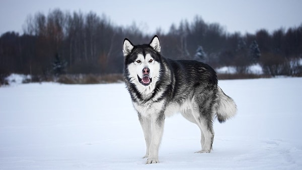 Показать правильный ответ