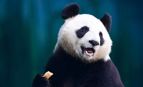 7. Каким растением питается панда?