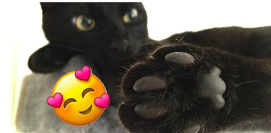 Только 7% из людей, проходящих этот тест, могут безошибочно определить животное всего лишь по лапкам