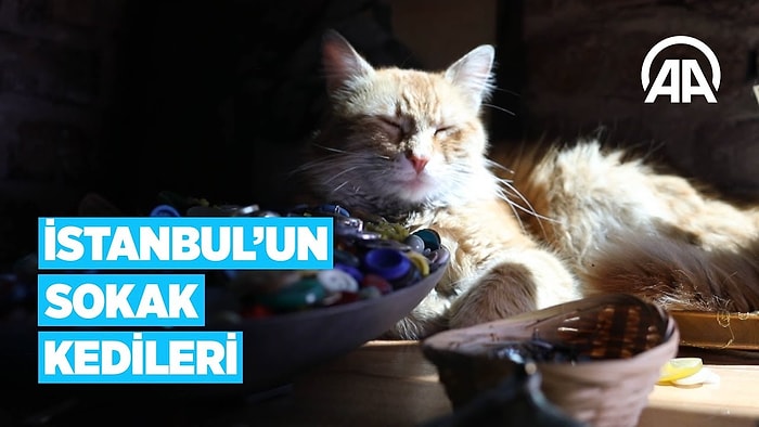 Dünyanın En Kalabalık Şehirlerinden İstanbul'un Sokak Kedileri
