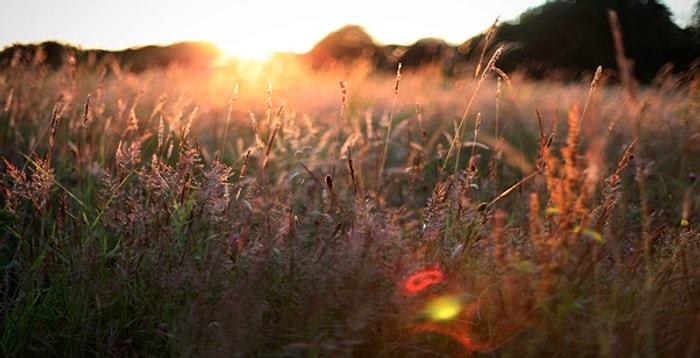 Hangi Aşk Şiiri Senin İçin Yazılmış?