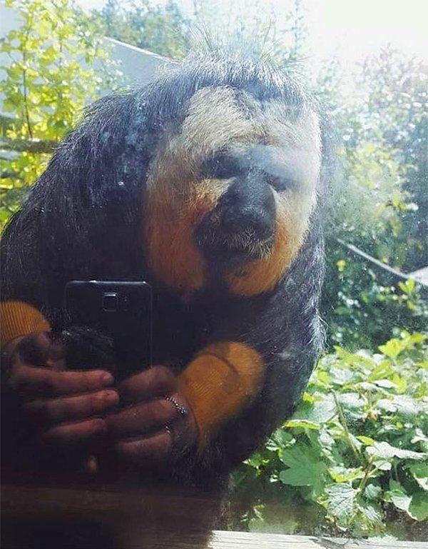 13. "Bir maymunun fotoğrafını çektim ama yansıma yüzünden tuhaf bir selfie gibi oldu."
