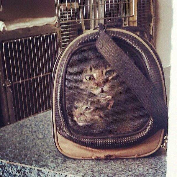 29. "Kedilerimiz taşıma kabının üzerine el işi gibi işlenmiş gibi durmuyor mu?"