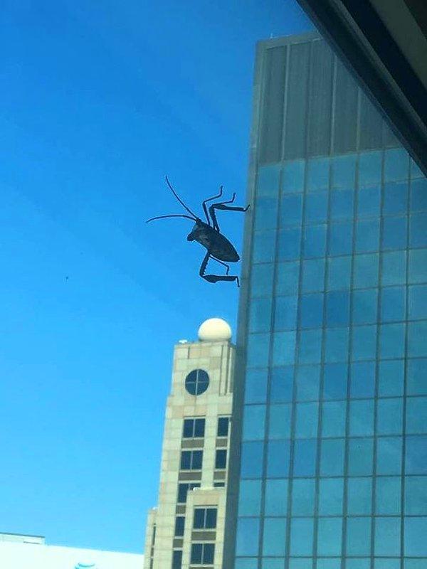34. "Arkadaşımın aracının camındaki böcek, bu binaya tırmanan dev bir canavara dönüştü."