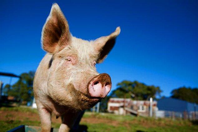 6. Çiftleşme sırasında erkek domuzlar, 6 dakikaya kadar boşalmaya devam edebilir.