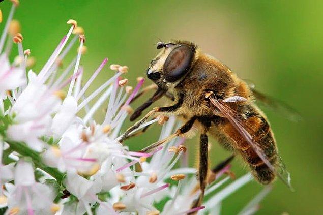 7. Erkek arılar çiftleşmeden hemen sonra ölür, çünkü penis ve alt karın bölgesi vücuttan tamamen kopmuştur.