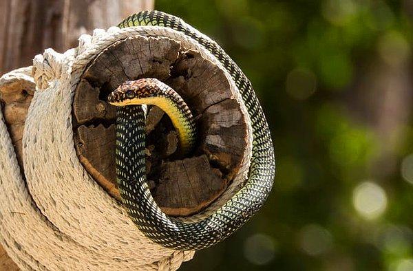 17. Uçan ağaç yılanları yaklaşık 100 m'ye kadar havada süzülebilir.
